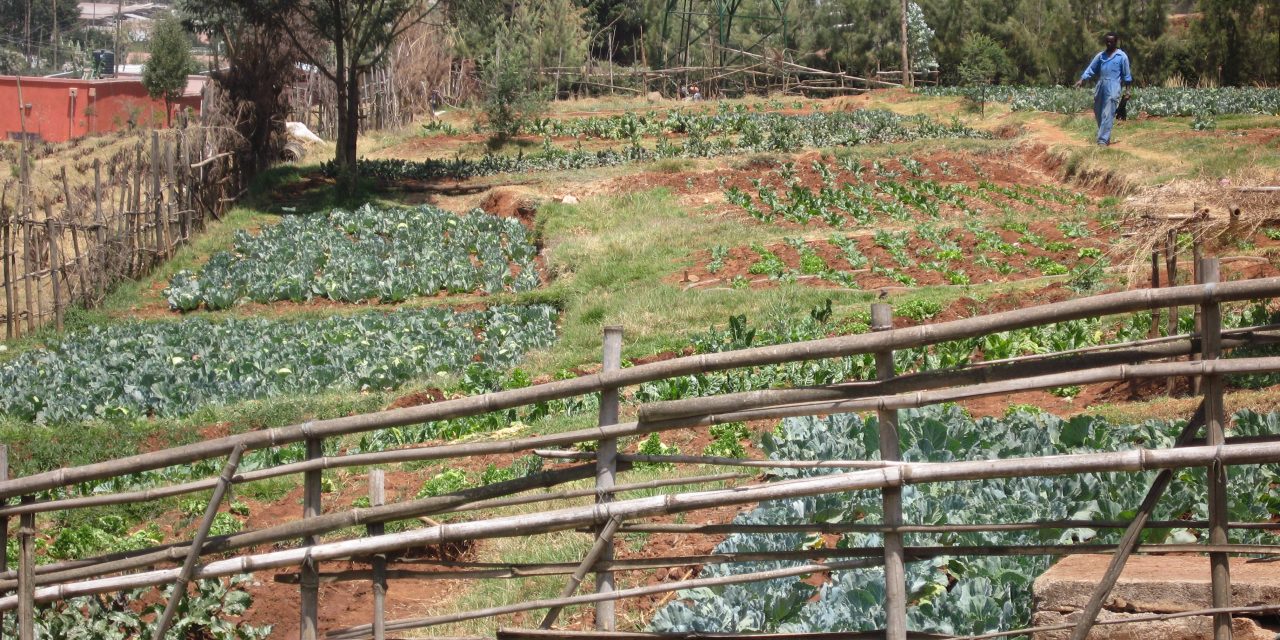 “Every school shall have a garden, a farmers market and a grocery store”